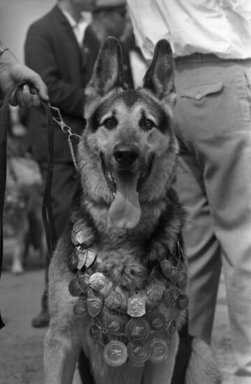 German shepherd dog Rein