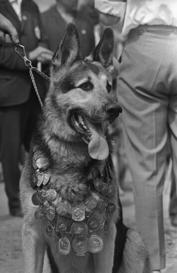 German shepherd dog Rein