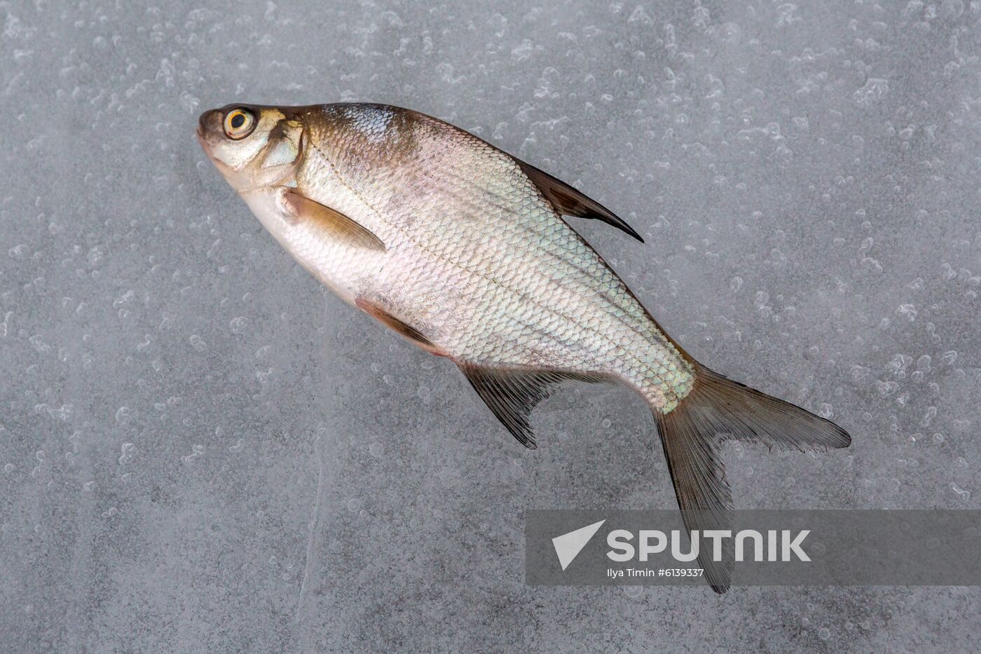 Russia Vodlozero National Park