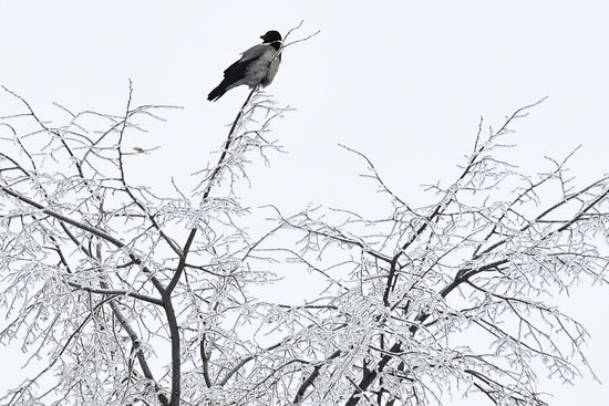 Russia Winter
