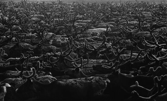 Reindeer herd in Bolshezemelskaya tundra