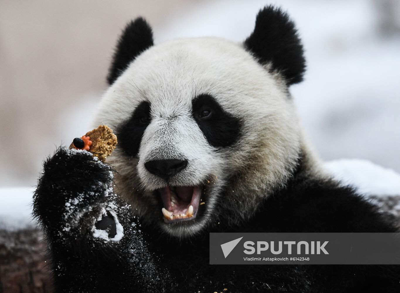 Russia Pandas