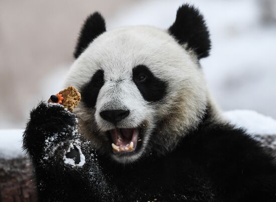 Russia Pandas