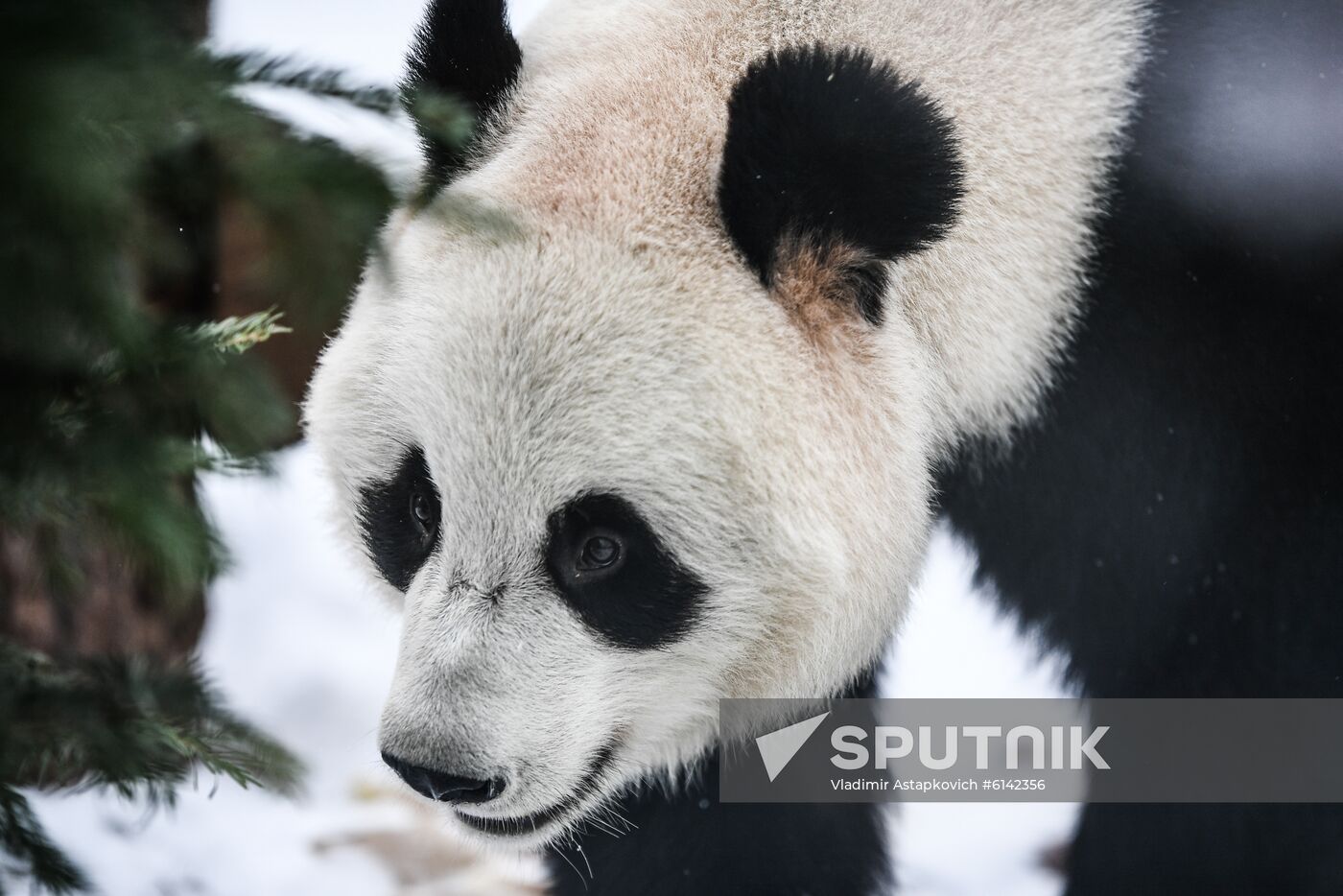 Russia Pandas