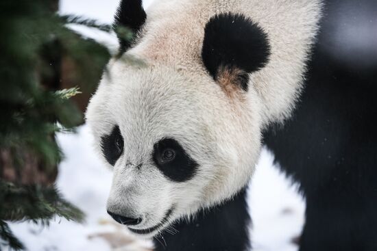 Russia Pandas