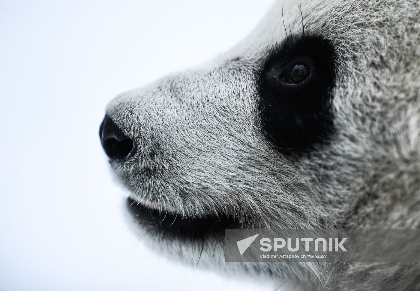 Russia Pandas