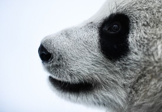 Russia Pandas