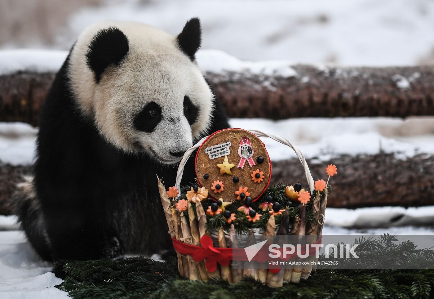 Russia Pandas