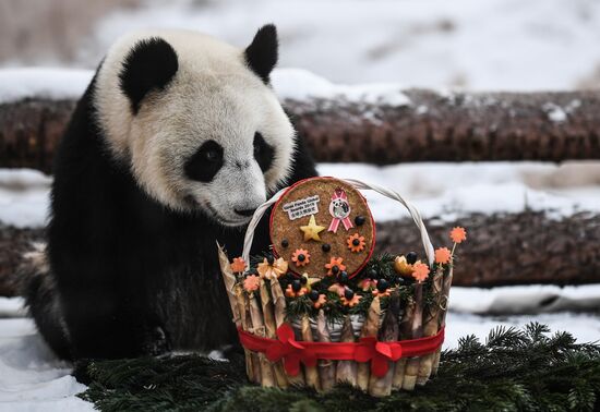 Russia Pandas