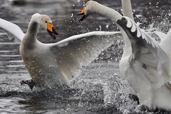 Russia Nature Reserve Swans