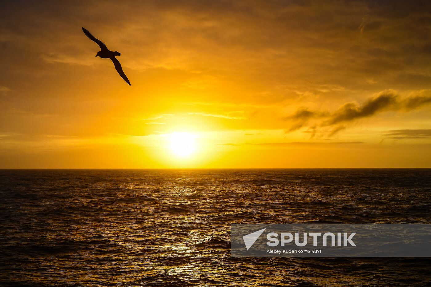 Antarctica Admiral Vladimirsky Expedition