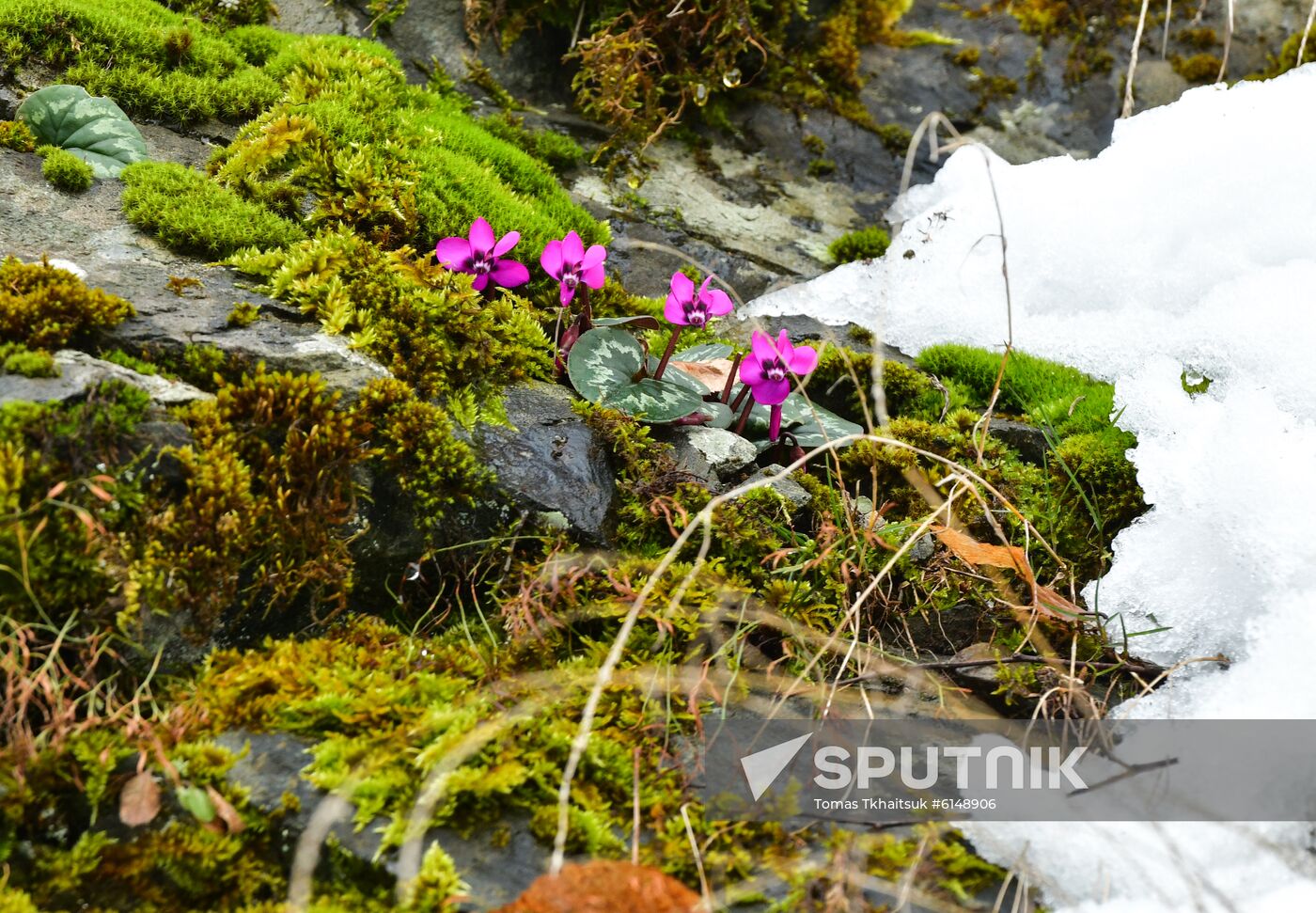 Abkhazia Ritsa Nature Park