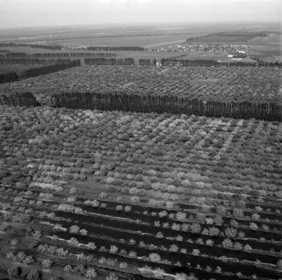 Lenin collective farm in Krasnodar Territory