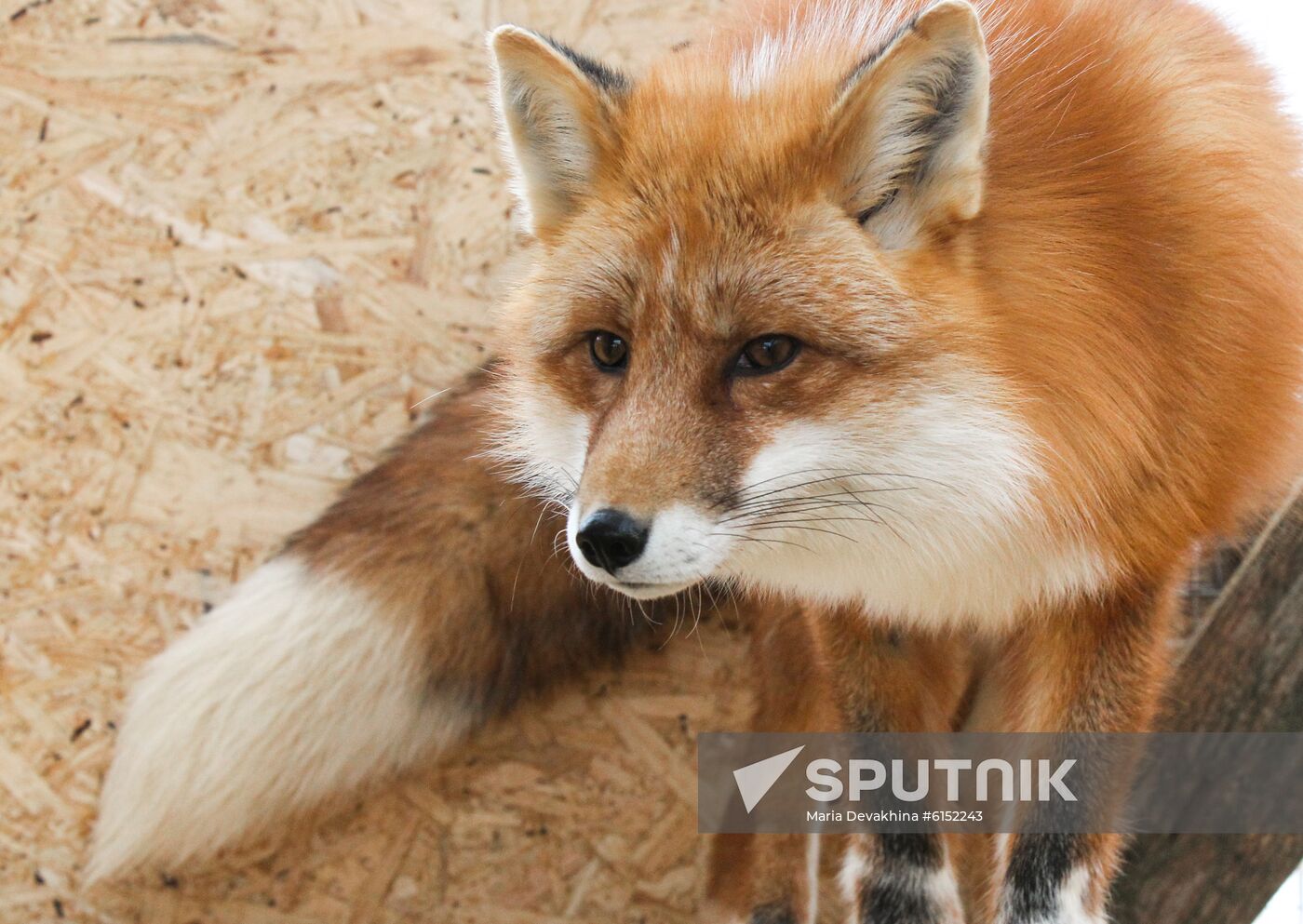 Russia Fox Nursery