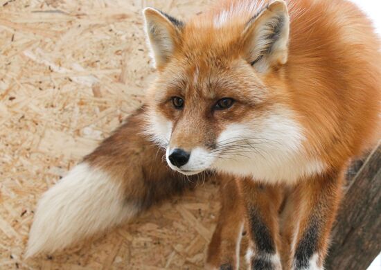 Russia Fox Nursery