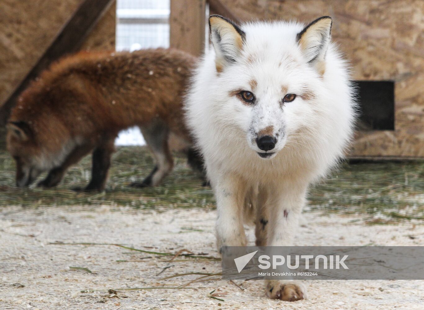 Russia Fox Nursery