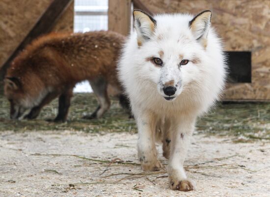 Russia Fox Nursery