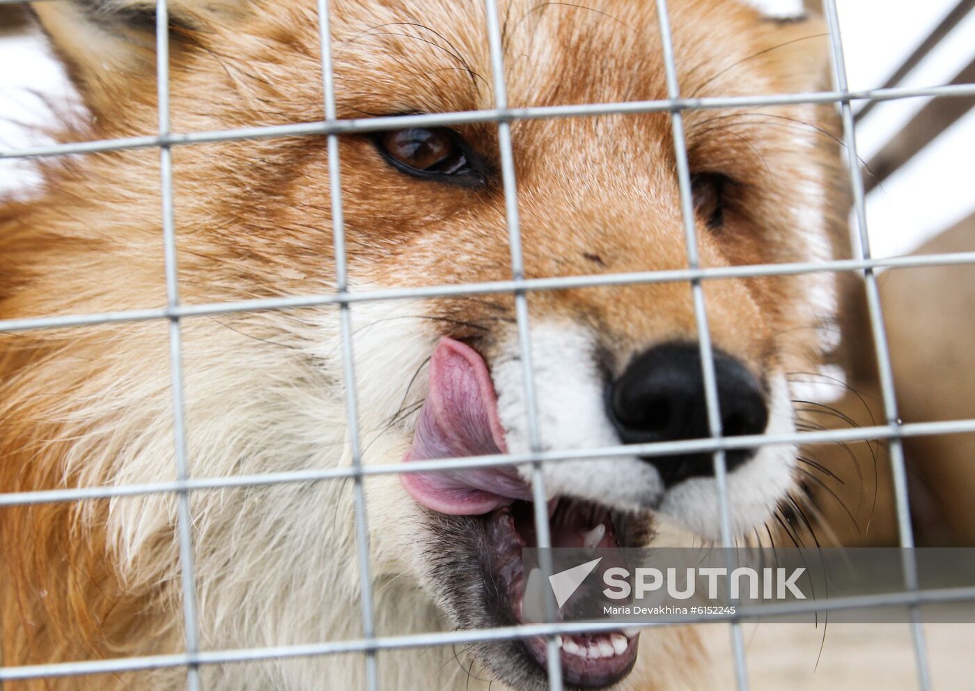 Russia Fox House