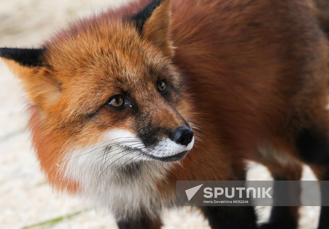 Russia Fox House