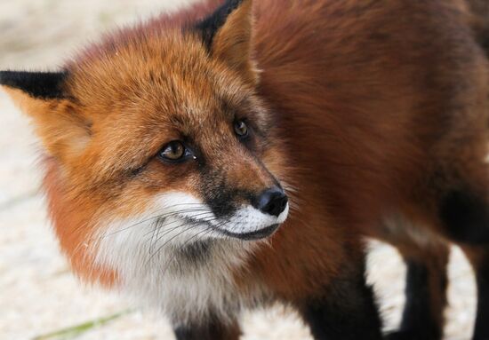 Russia Fox House