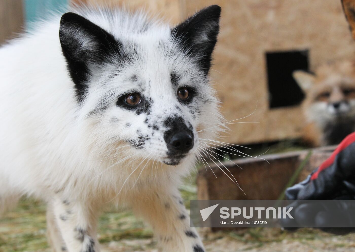 Russia Fox House