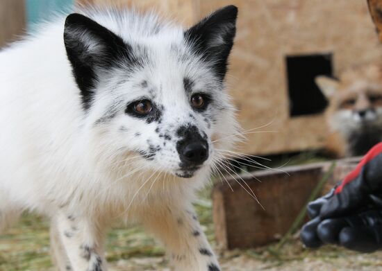 Russia Fox House
