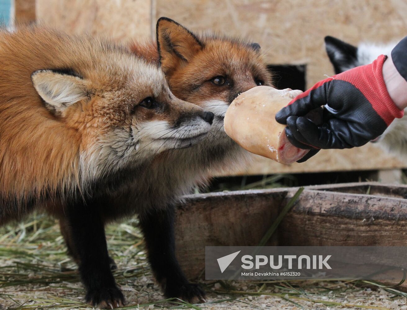 Russia Fox House