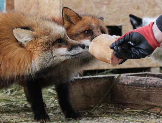 Russia Fox House