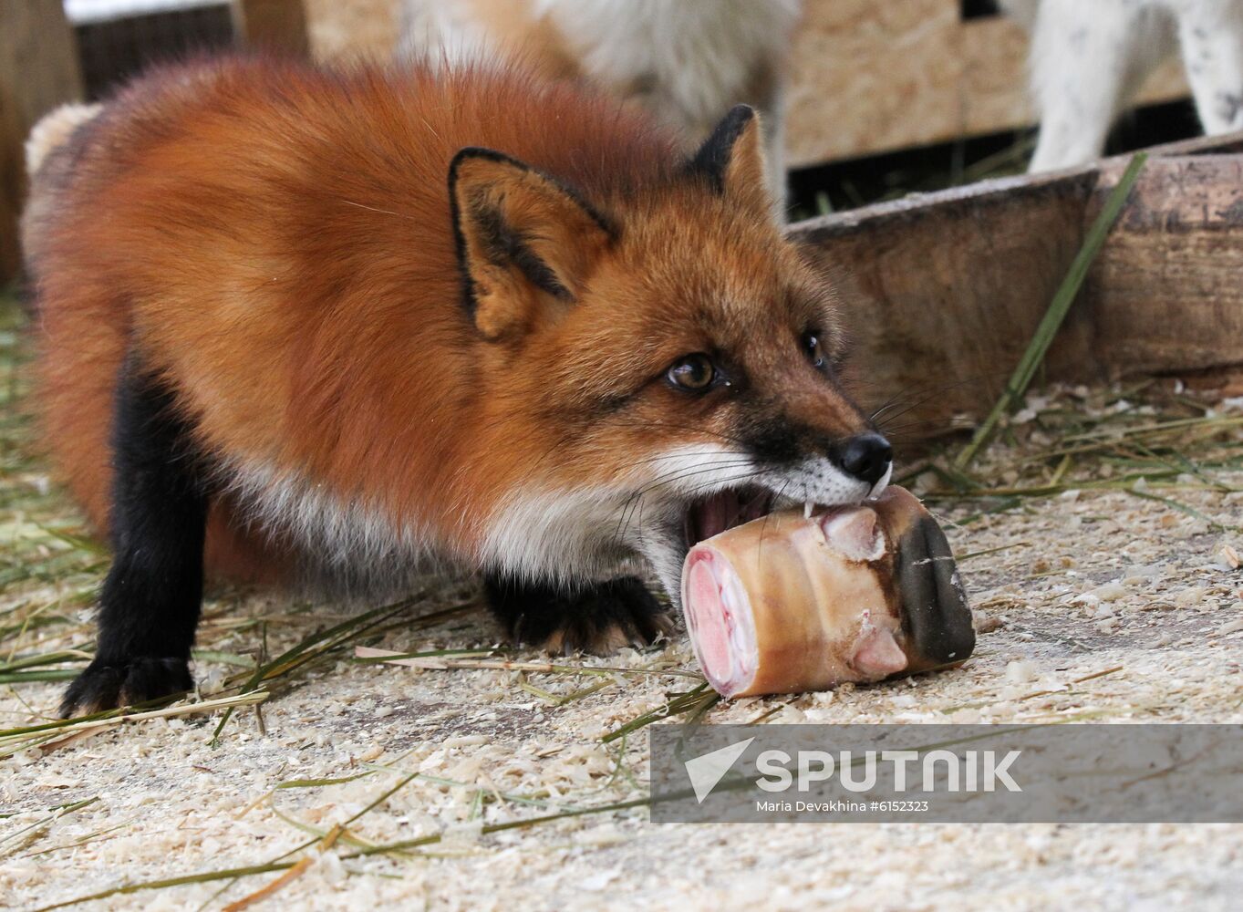 Russia Fox House