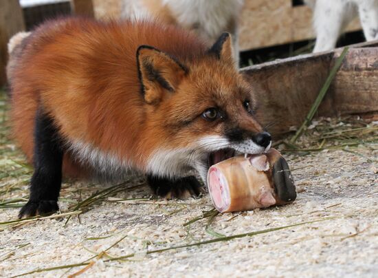 Russia Fox House