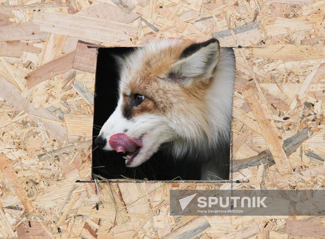 Russia Fox House