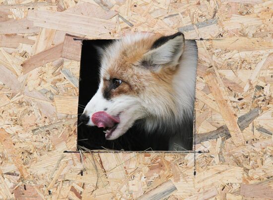 Russia Fox House