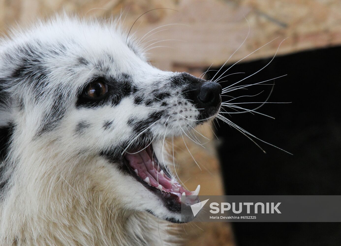 Russia Fox House