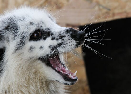 Russia Fox House