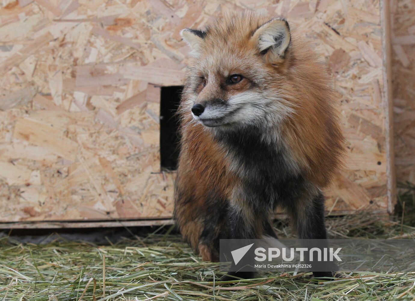 Russia Fox House