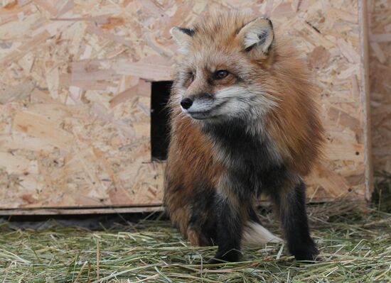Russia Fox House