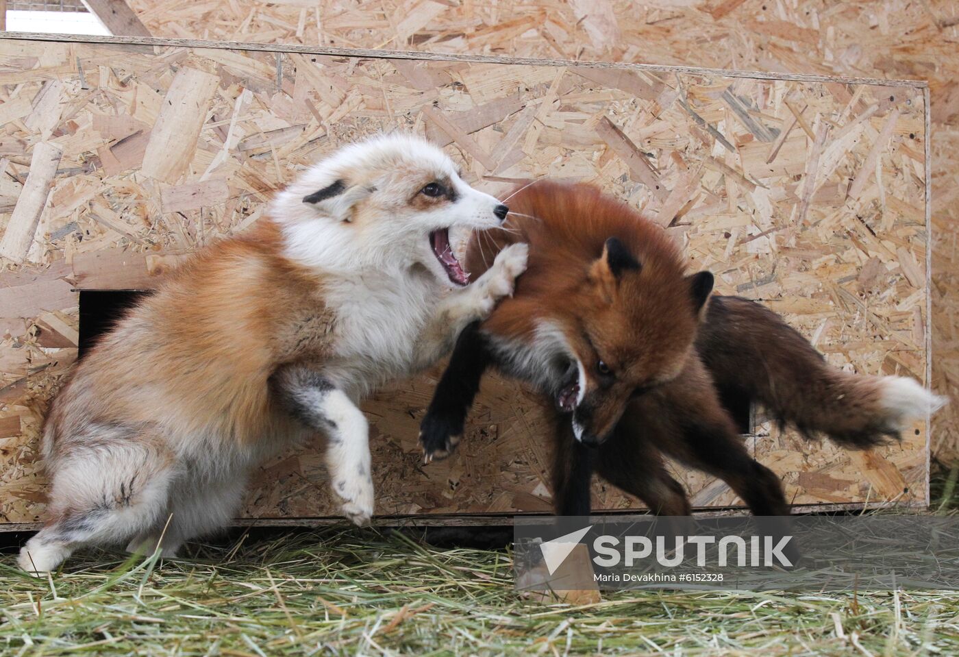 Russia Fox House