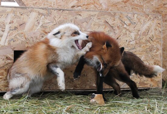 Russia Fox House