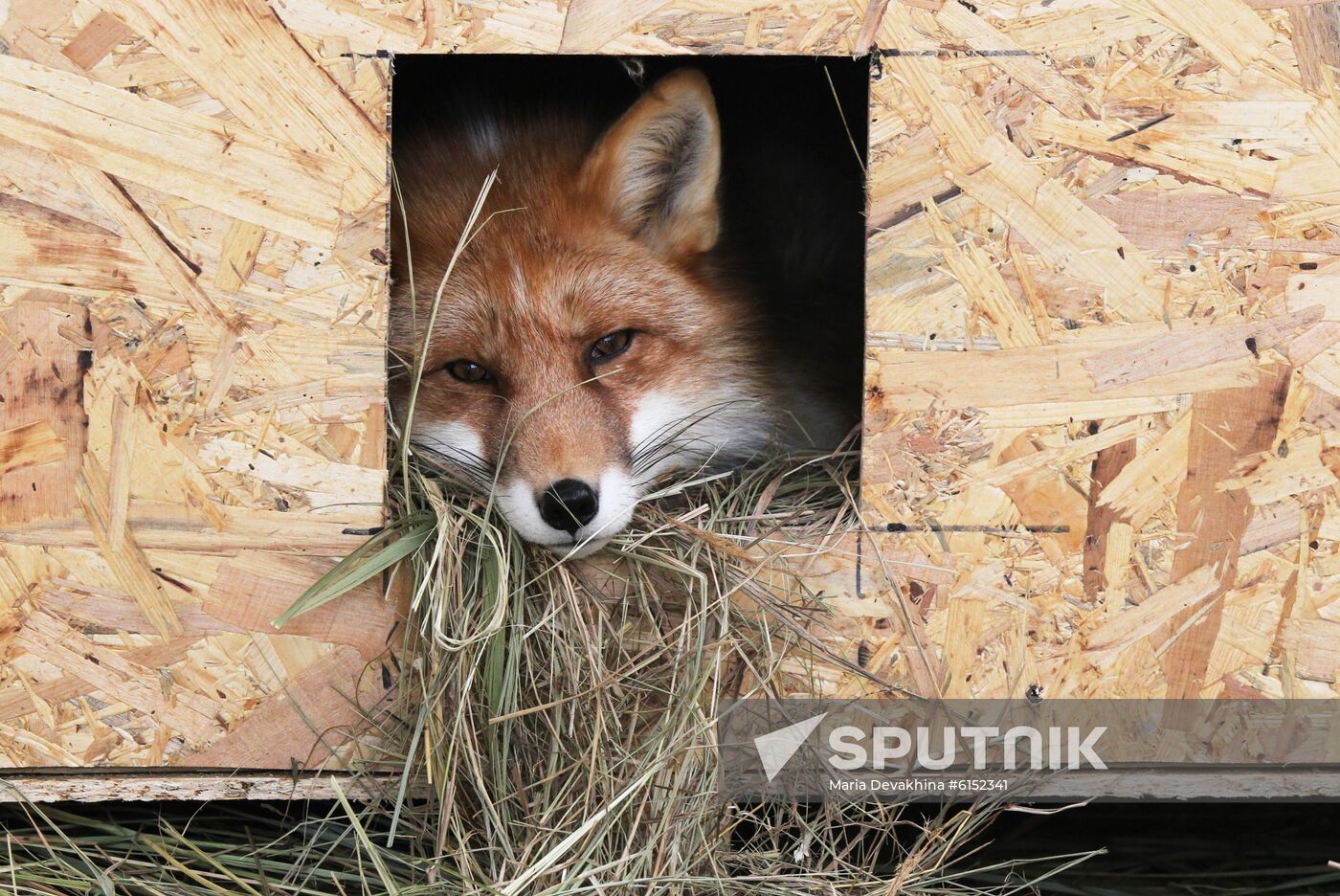 Russia Fox Nursery
