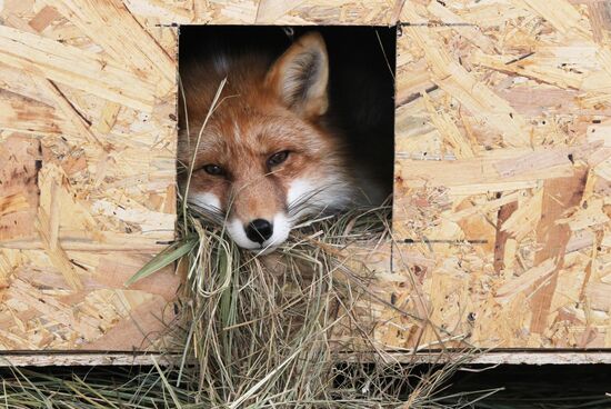 Russia Fox Nursery
