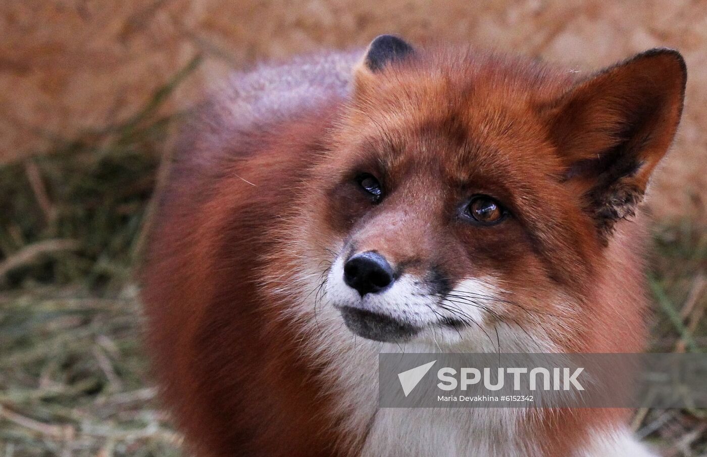 Russia Fox Nursery