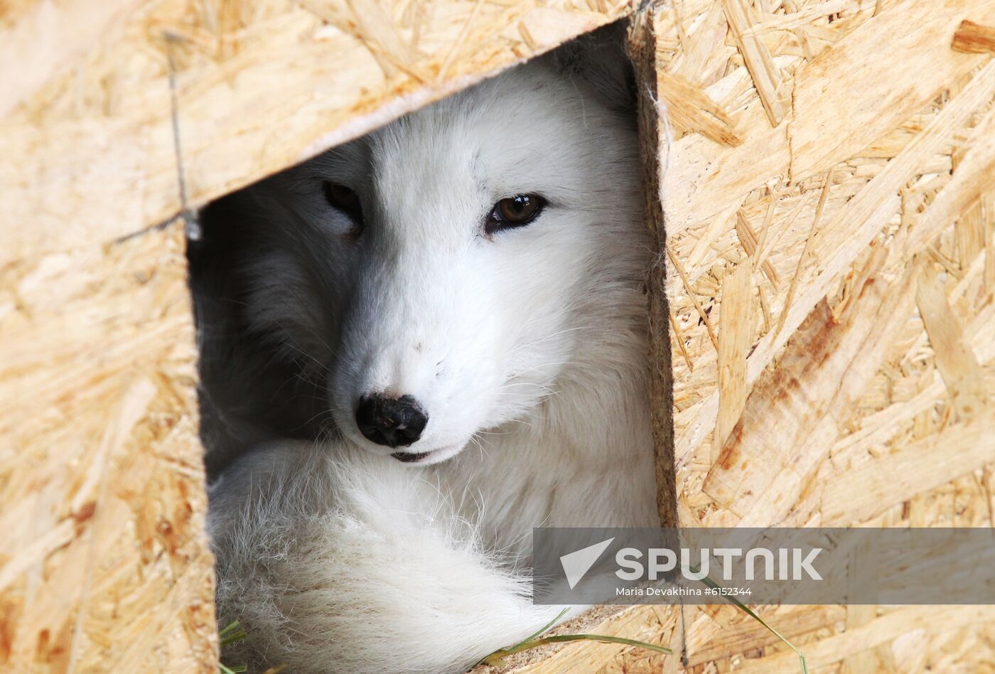 Russia Fox Nursery