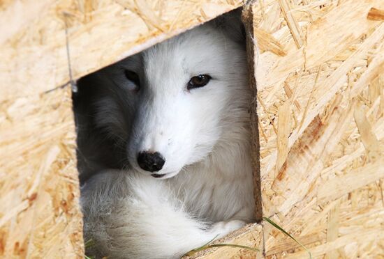 Russia Fox Nursery