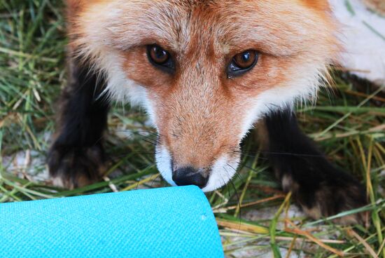 Russia Fox Nursery