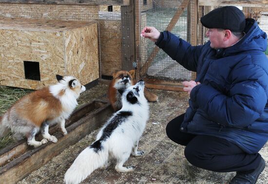 Russia Fox Nursery