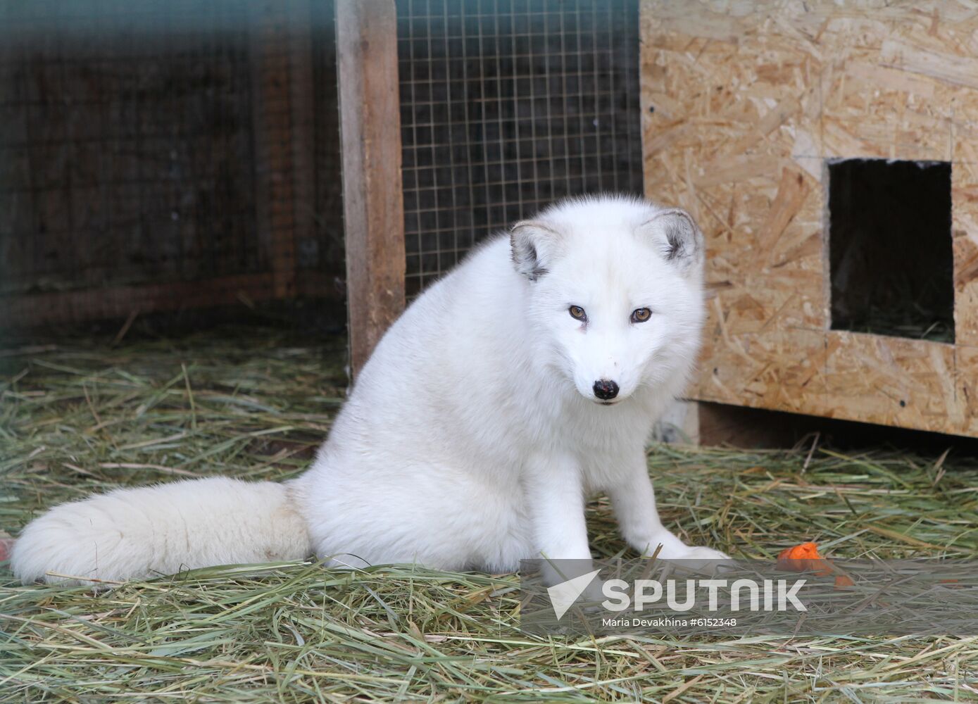 Russia Fox Nursery