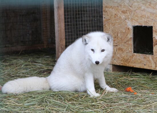 Russia Fox Nursery