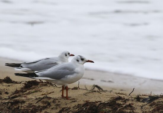 Russia Crimea Daily Life