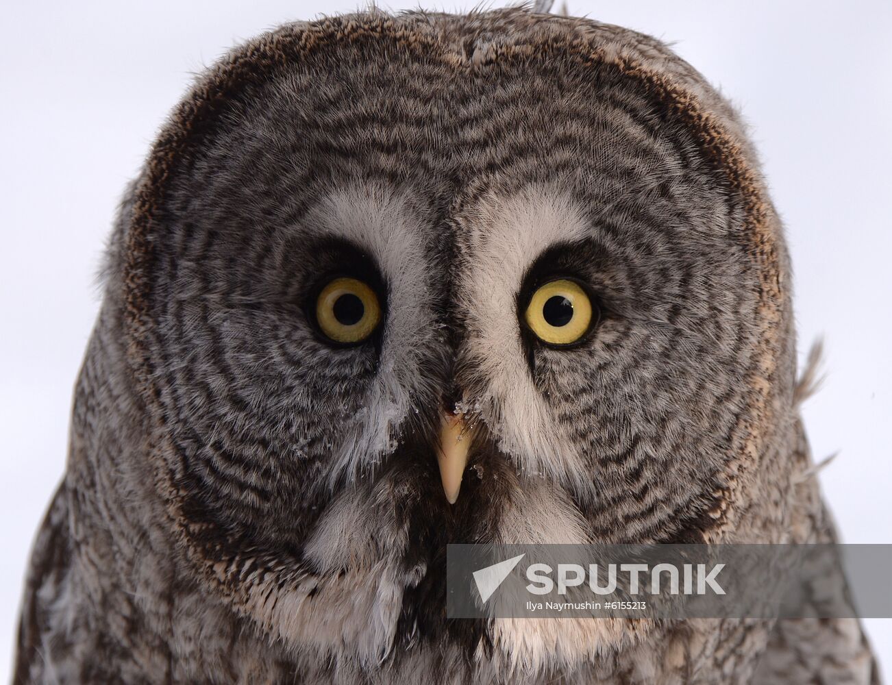 Russia Zoo Owls