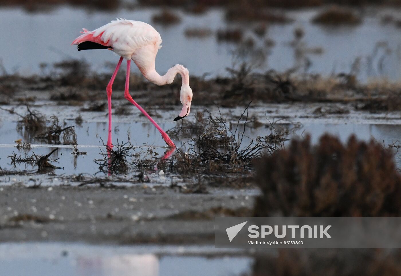 Cyprus Pink Flamingos